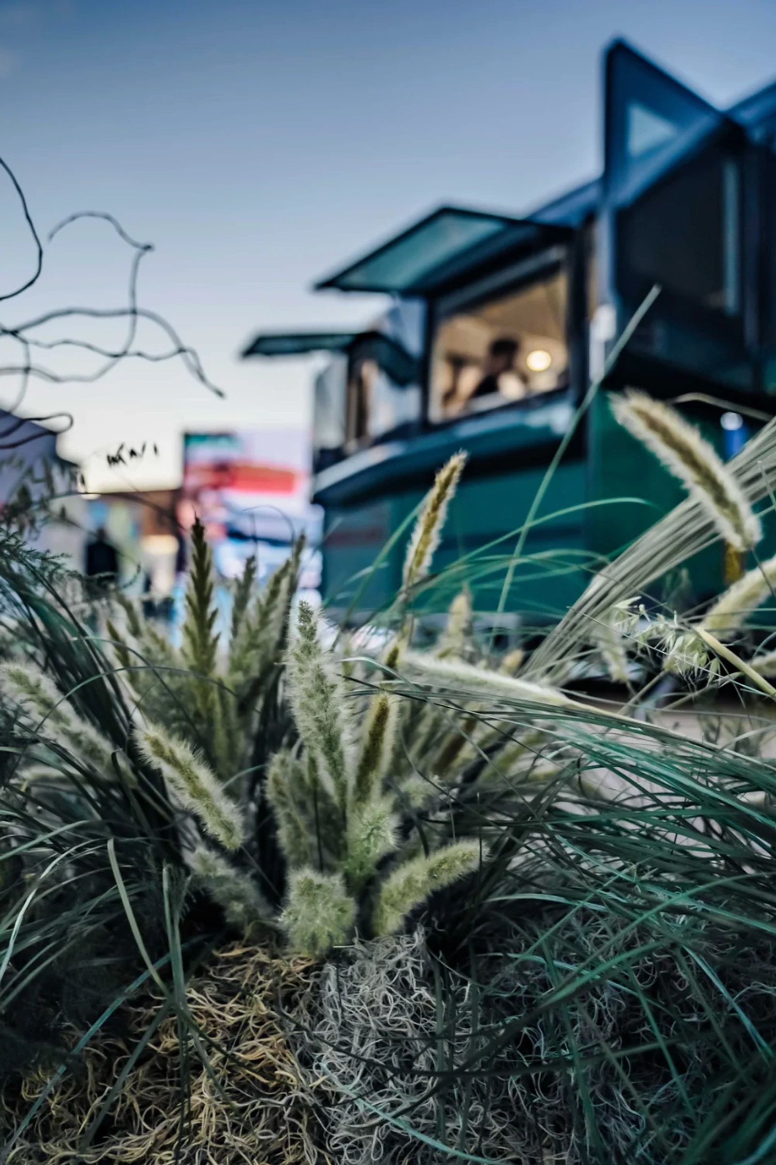 Atmospheric close-up of grasses in the Lightship exhibit landscape with the trailer softly visible in the background.